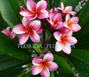 Plumeria Photo "Hurricane" Plumeria Photo "Hurricane"